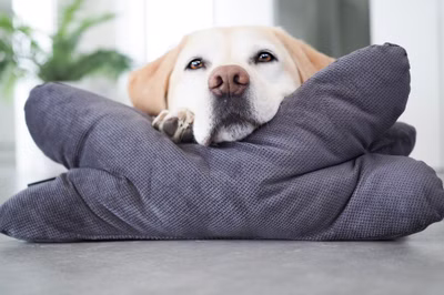 Hundekissen Kopfkissen Lebon - Cruto XL 