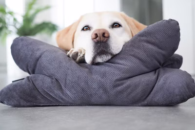 Hundekissen Kopfkissen Lebon - Cruto XL 