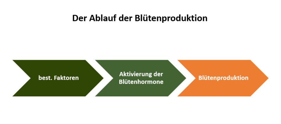 LED Grow Lampe für die Blüte Phase | Informationen | LED LED Grow Lampe für die Blüte Phase | Informationen | LED