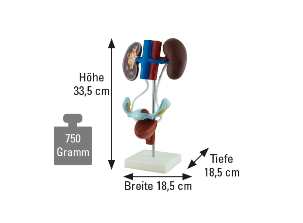 Weibliches Urogenitales System Medmasters
