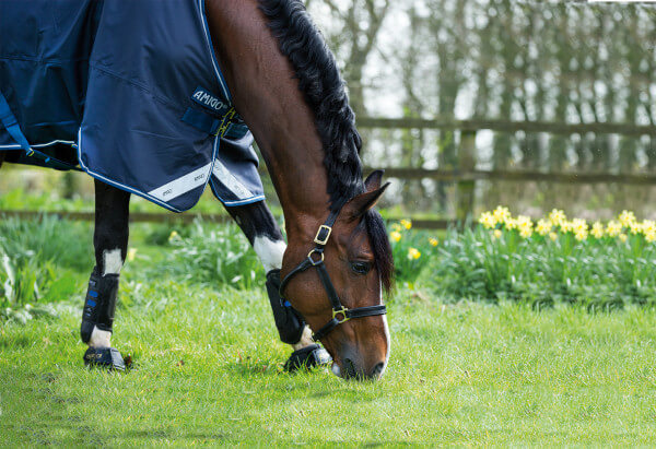 Horseware Amigo Regendecken Tolle Auswahl