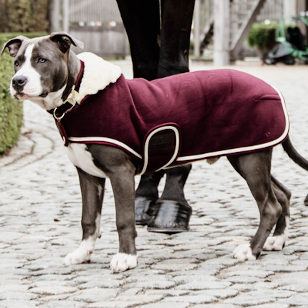 Vêtements & accessoires rafraîchissants pour chien et cheval