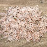 Meersalz Schaum - Espuma de Sal - aus Spanien - mit Tomate und Basilikum - 100 % natürlich - Exclusives Salz in Premium Qualität - Naturpark Salinas