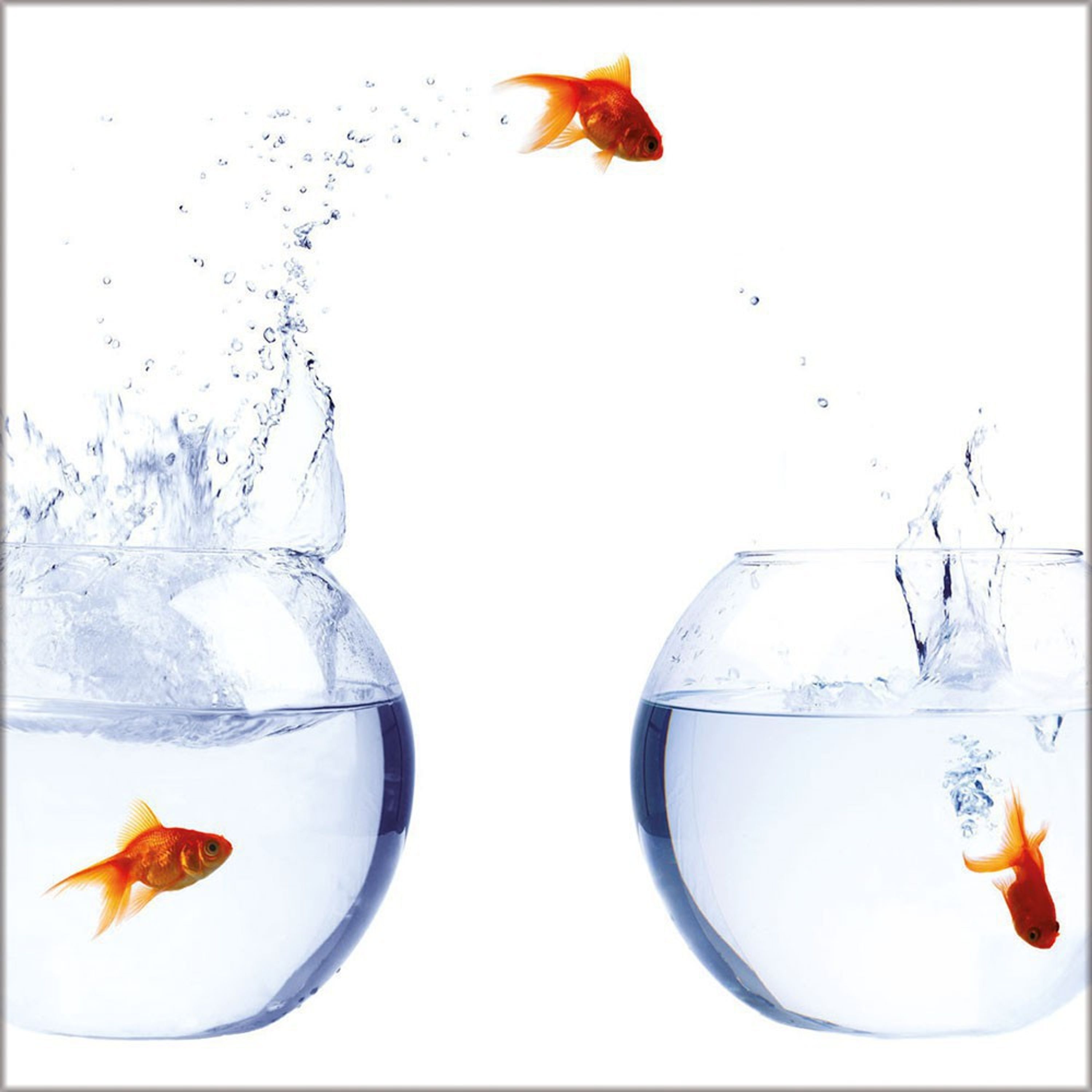 Glasbild 3030 cm Goldfische | Artissimo  art is simply more