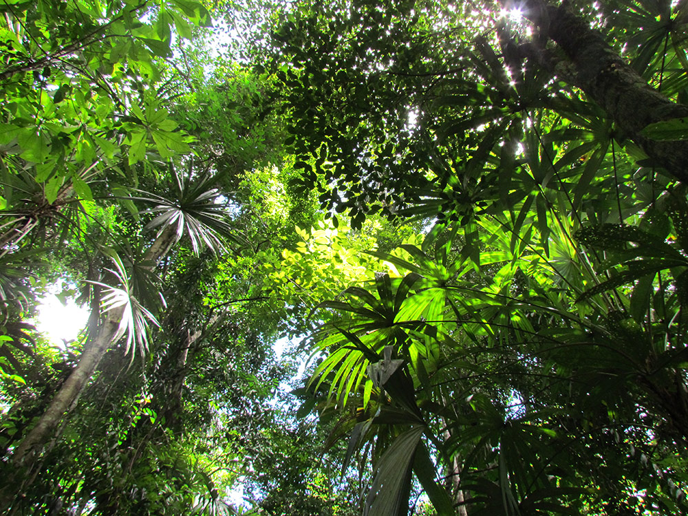 Klimaschutzprojekt Oroverde