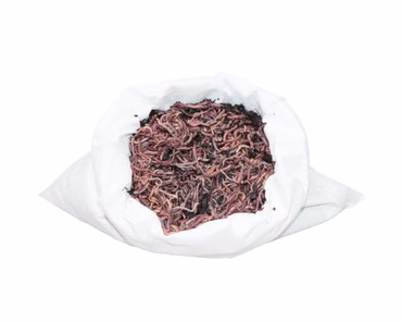 1 kg Mini-Mix (ca. 1500 St.) Riesen-Rotwürmer - Dendrobena