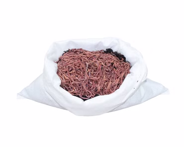 1 kg kleine (ca. 1100 St.) Riesen-Rotwürmer - Dendrobena