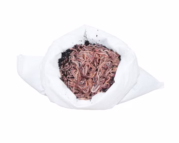 0,5 kg Wurmmix (ca. 600 St.) Riesen-Rotwürmer - Dendrobena