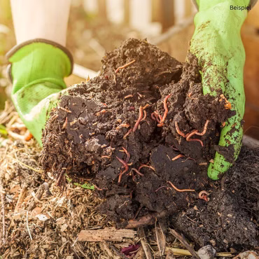Kompostwürmer, Gartenwürmer - 0,5 kg (ca.550 Stück)