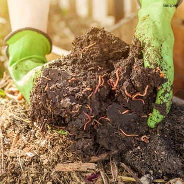 Kompostwürmer, Gartenwürmer - 1 kg (ca.800 Stück)