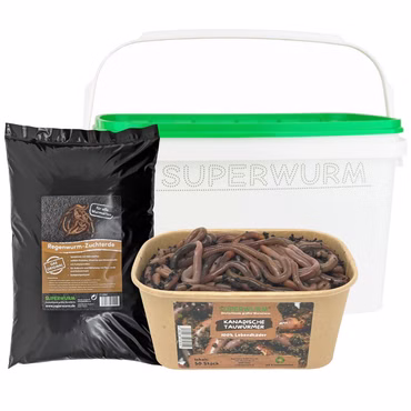 Tauwurm-Set - 50 Stück Kanadische Tauwürmer im Set - bei Bedarf inkl. Coolpacks - Angelköder