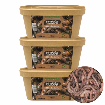 150 Stück Kanadische Tauwürmer in der Kompostierbaren Köderdose - bei Bedarf inkl. Coolpacks - Angelköder