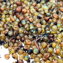 1000-Kokons-Nahaufnahme-2_1.jpg 1000-Kokons-Nahaufnahme-2_1.jpg