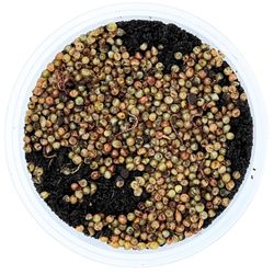 1000-Kokons_1.jpg 1000-Kokons_1.jpg