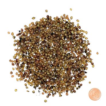 Regenwurm Kokons Zuchtset mit 1000 Regenwurm Kokons (Dendrobena)