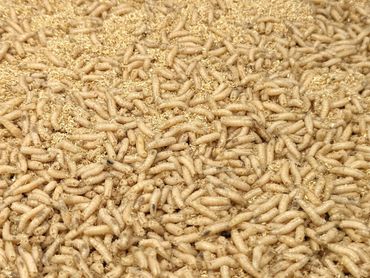 1 Liter Maden groß, weiß - inklusive Kühlung