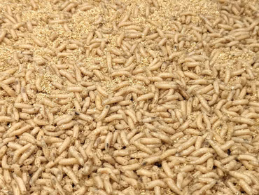 1 Liter Maden groß, weiß - inklusive Kühlung