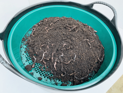 Wurmsieb-Siebt-Wuermer1.png Wurmsieb-Siebt-Wuermer1.png