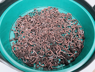 XXL Wurmzucht - mit 1 kg mittleren (ca. 800 St.) für eigenen Zuchtbehälter (ohne Zuchtbox)