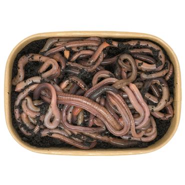 Tauwurm-Set - 100 Stück Kanadische Tauwürmer im Set - bei Bedarf inkl. Coolpacks - Angelköder