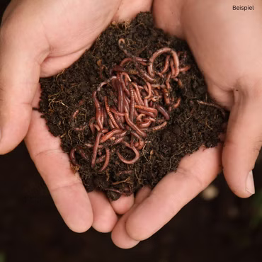 2 kg Gartenwürmer - für 200 qm Fläche - Bodenverbesserer 