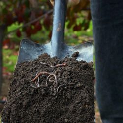 Anwendungsbeispiel-Gartenwuermer1.jpg Anwendungsbeispiel-Gartenwuermer1.jpg