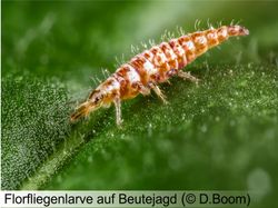 Florfliegenlarven 150 Stück (separater Versand)