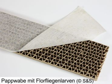 Florfliegenlarven 500 Stück (separater Versand)