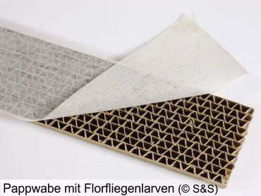 Florfliegenlarven 500 Stück (separater Versand)