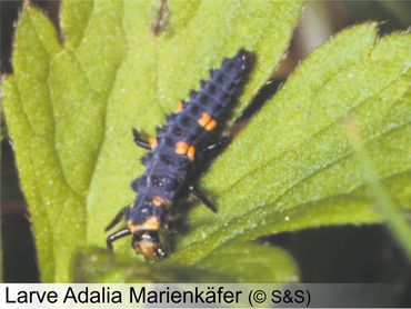 Marienkäferlarven 30 Stück (separater Versand)