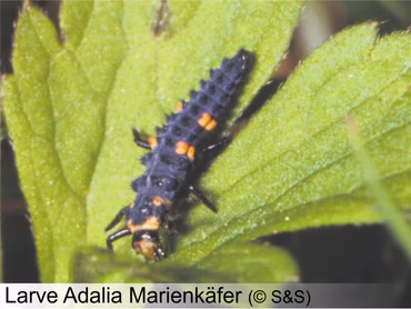 Marienkäferlarven 60 Stück (separater Versand)