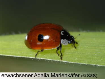 Marienkäferlarven 60 Stück (separater Versand)