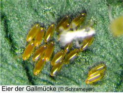 9Mjzj7YBh5kO8Hdp6xSdPJpH67c5ynBogEhasLmS.jpeg 9Mjzj7YBh5kO8Hdp6xSdPJpH67c5ynBogEhasLmS.jpeg