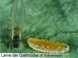 Gallmücken 200 Stück (separater Versand)