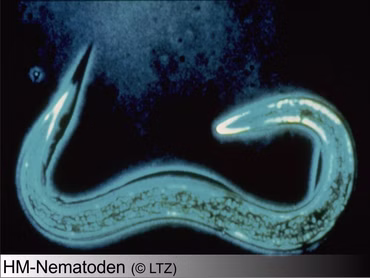 HM Nematoden 6 Mio (separater Versand)