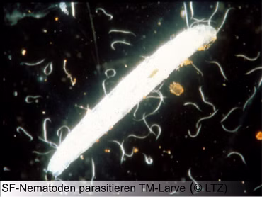 SF Nematoden 6 Mio (separater Versand)