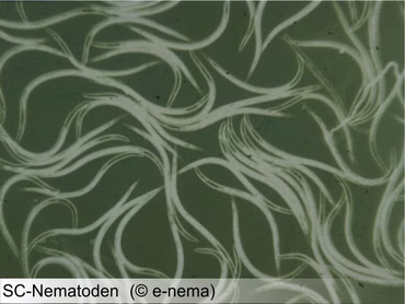 SC Nematoden 6 Mio (separater Versand)