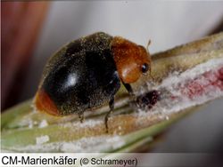 CM Marienkäfer 25 Stück (separater Versand)