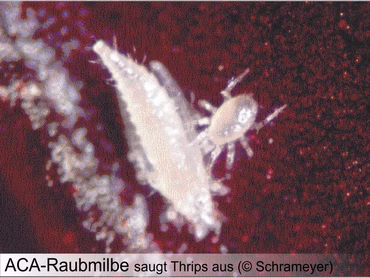 ACA Raubmilben 500 Stück (separater Versand)