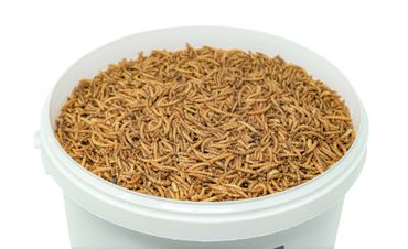 10 Liter getrocknete Mehlwürmer - Insekten getrocknet - Futter Snack für Hühner, Küken, Hamster, Fische, Wildvögel, Igel, Wachtel - Ideales Igelfutter, Vogelfutter