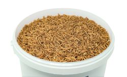 10-Liter-getrocknete-Mehlwuermer-im-Eimer-Nahaufnahme.jpg 10-Liter-getrocknete-Mehlwuermer-im-Eimer-Nahaufnahme.jpg