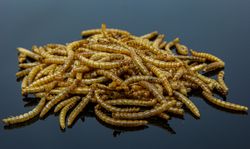 SAM-1303.jpg SAM-1303.jpg