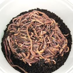 Wuermer-im-Eimer-1.jpg Wuermer-im-Eimer-1.jpg