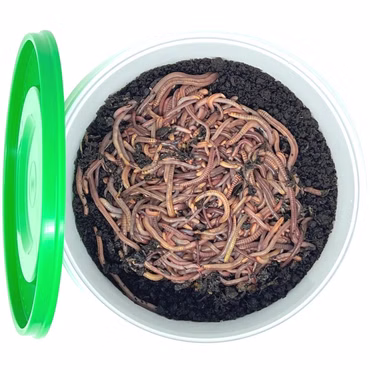 Superwurm Angelwurm-Mix 250g (ca.300 St.)