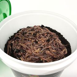 Wuermer-im-Eimer-3.jpg Wuermer-im-Eimer-3.jpg