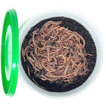 Superwurm Futterwurm-Mix 250g (ca.300 St.)