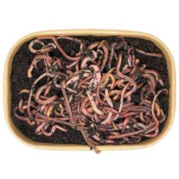 200g Angelwurm-Mix | 100% kompostierbare Köderdose