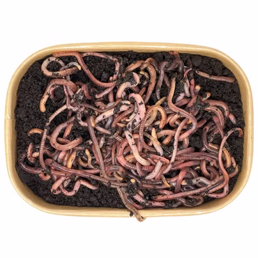 200g Angelwurm-Mix | 100% kompostierbare Köderdose
