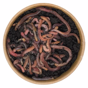 55g Angelwurm-Mix | 100% kompostierbare Köderdose