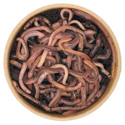 55g-Dendrobena-oben.jpg 55g-Dendrobena-oben.jpg